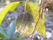 Planococcus