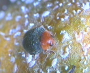 cryptolaemus