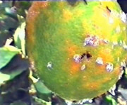 planococcus_parassitizzato planococcus_parassitizzato